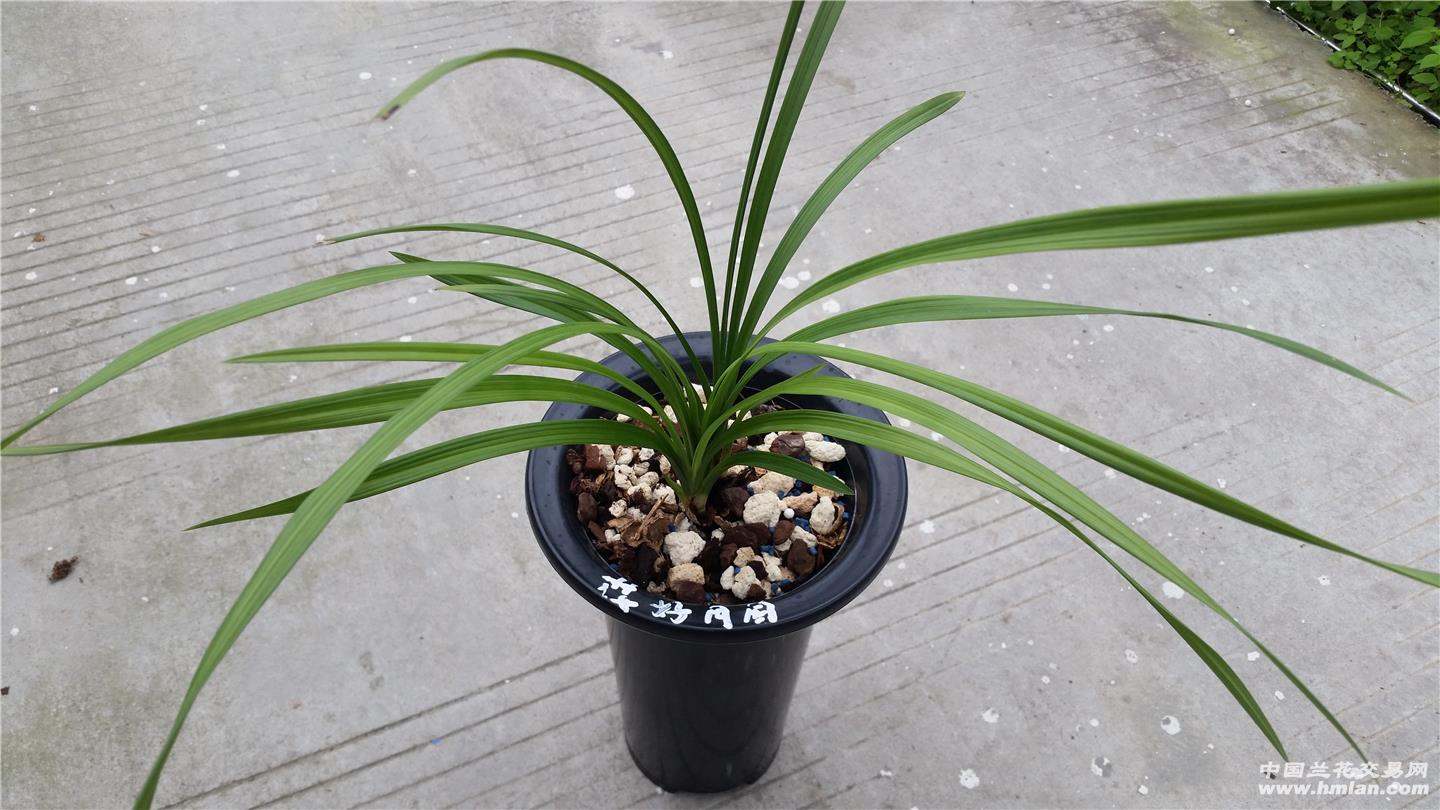 春剑壮苗花好月圆