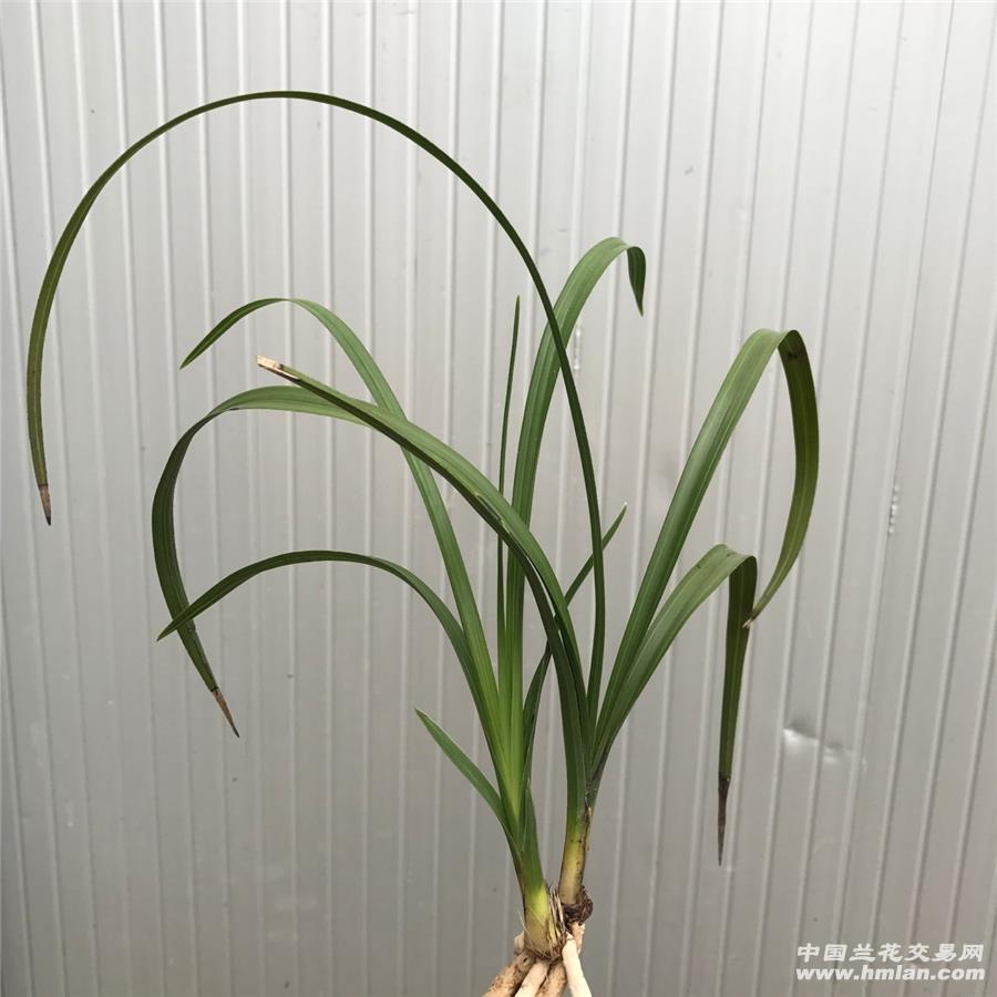 程梅5 - 中国兰花交易网