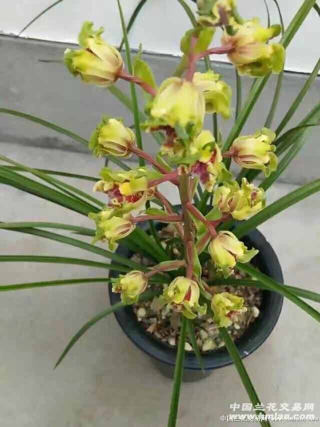 大白菜 - 中国兰花交易网