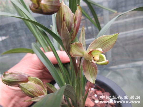 春梅瓣
