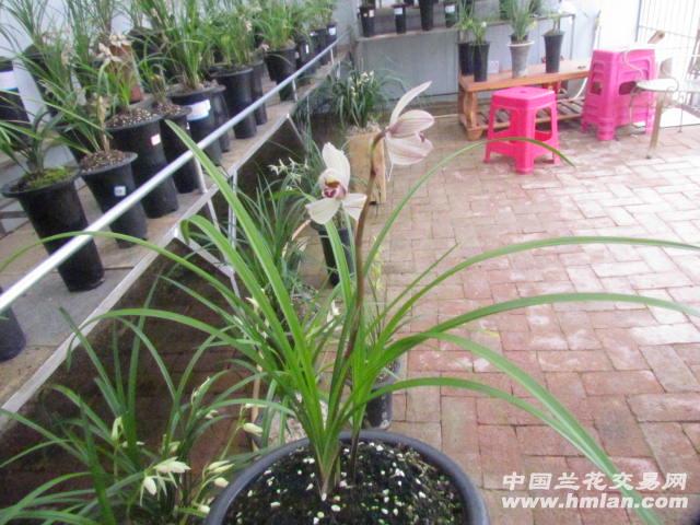 云上童子子母苗2苗2个花苞 - 中国兰花交易网