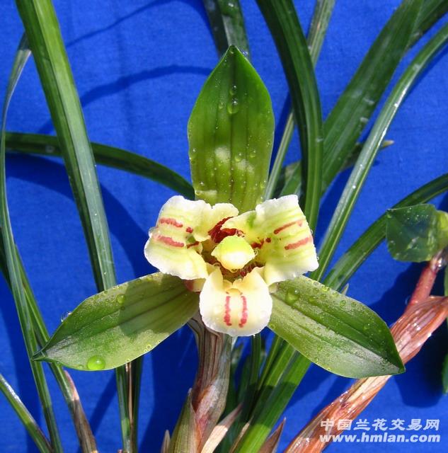 梦荷蕊蝶(蕊蝶特色精品47-68K-304,带花 - 中国