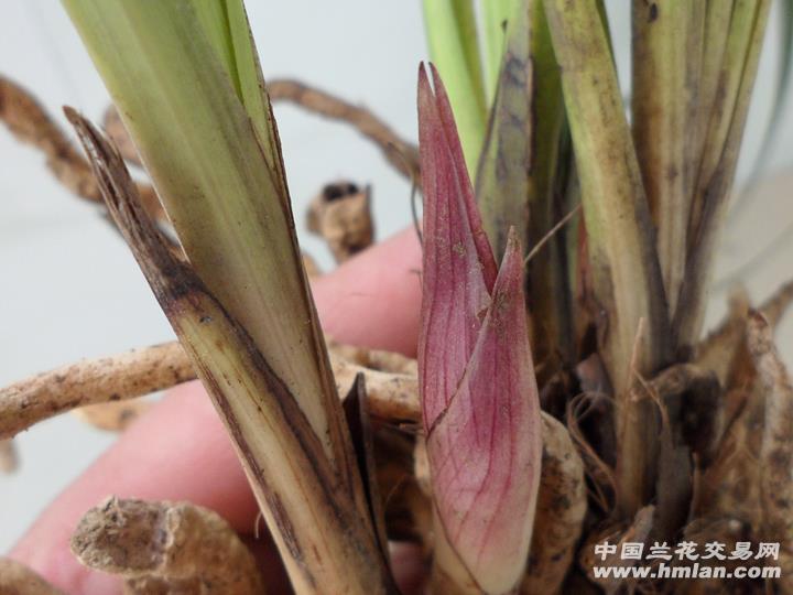 刚下山精选蕙兰.鼓花苞.赌好花(3号)