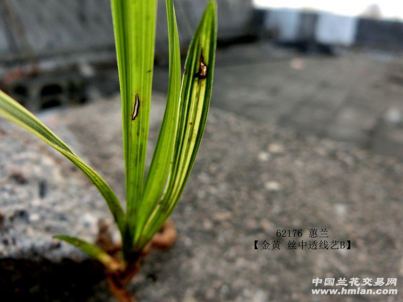 62176 蕙兰 【金黄 丝中透线艺b】 - 中国兰花交易网