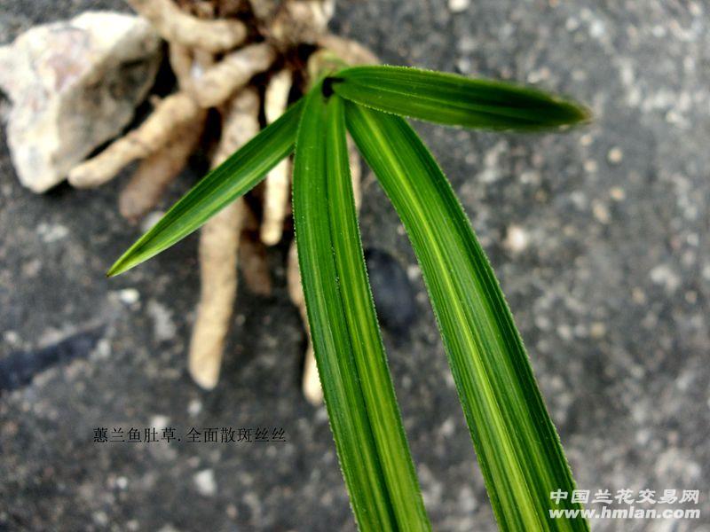 63125 ޥǲ.ȫɢ˿˿