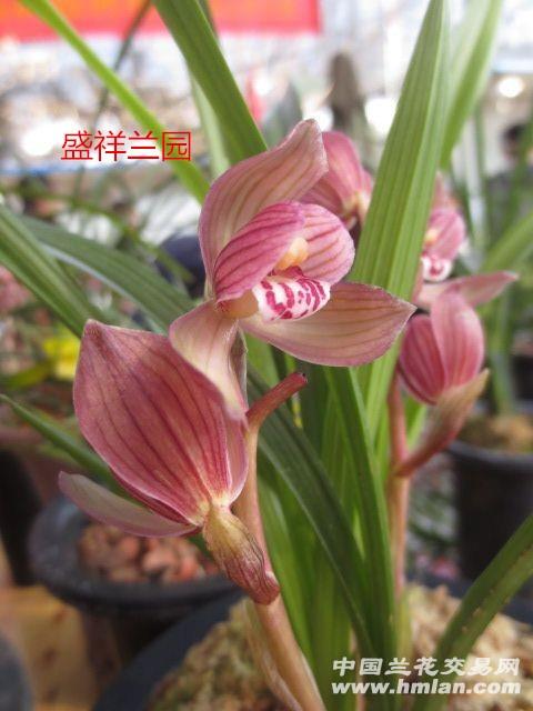 春剑红花荷瓣-----祥荷
