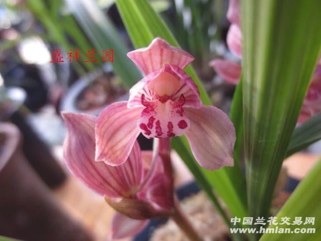 春剑红花荷瓣-----祥荷