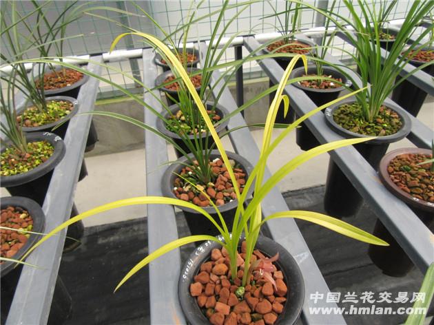 新精品-皇冠红宝石(初花首放)展示品勿拍! - 中