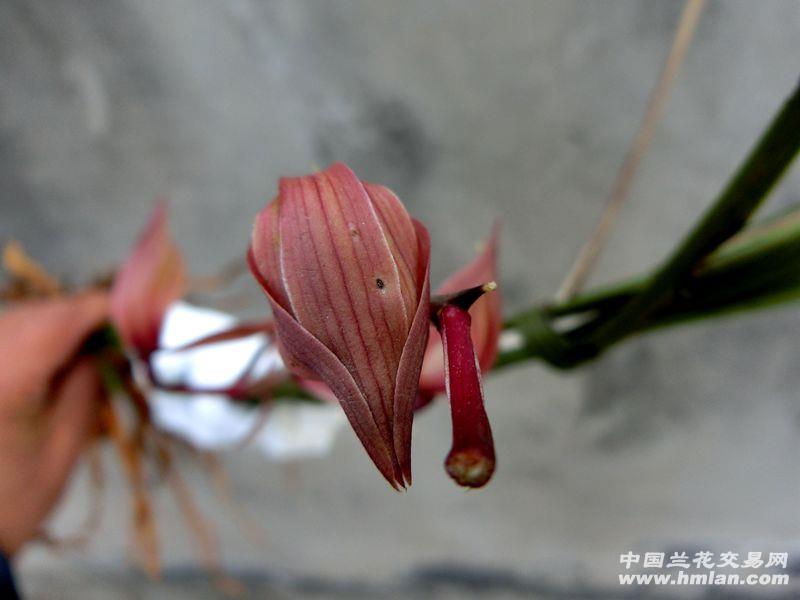 65216 下山浓香好色之【蕙兰 含苞红花】