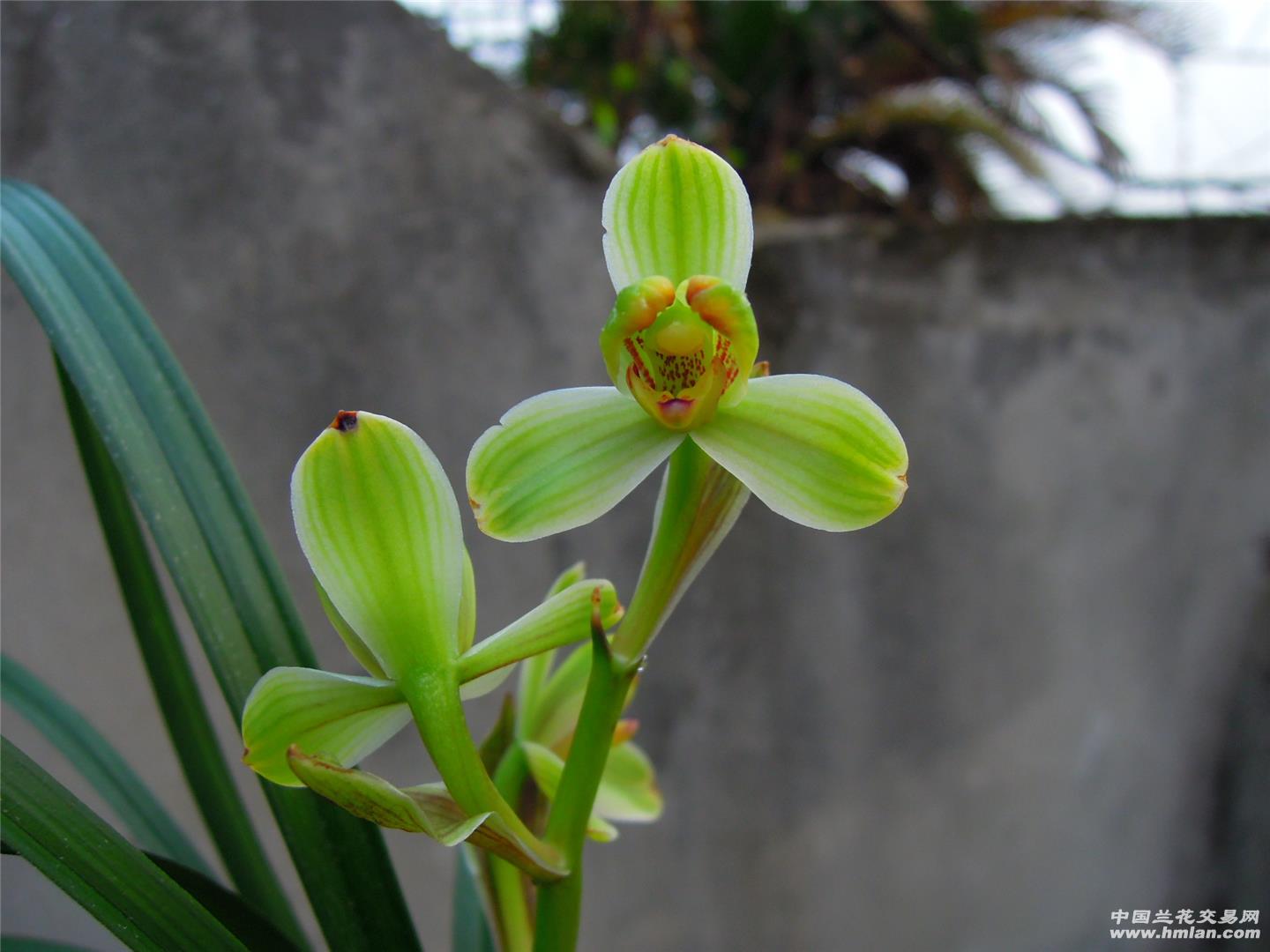 春剑皇梅带花