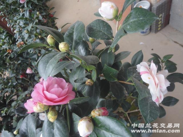 七仙女茶花 矮型多花色 特价