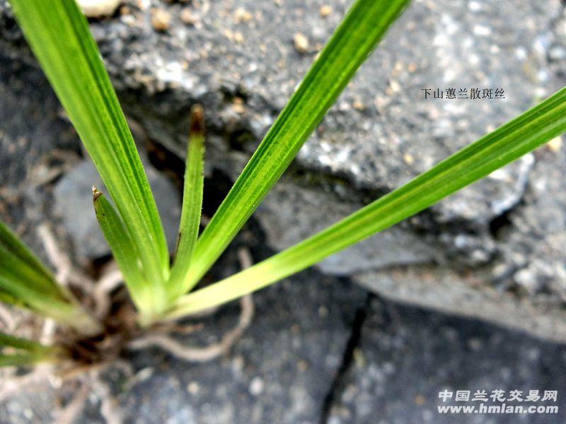 62270ޥɽ  ͦҶ ɢ˿