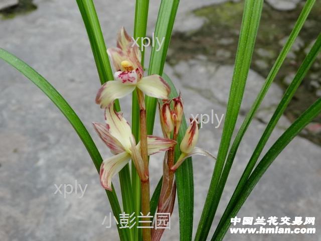 自然栽培春剑复色花西岭魂1母苗1芽点