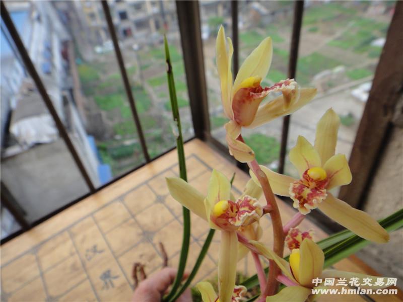 下山蕙兰复色花《现花》