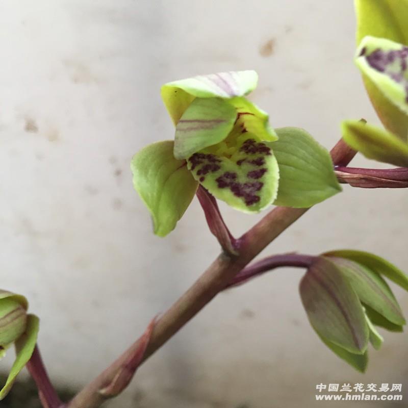 蕙兰复花新品荷瓣2苗引种