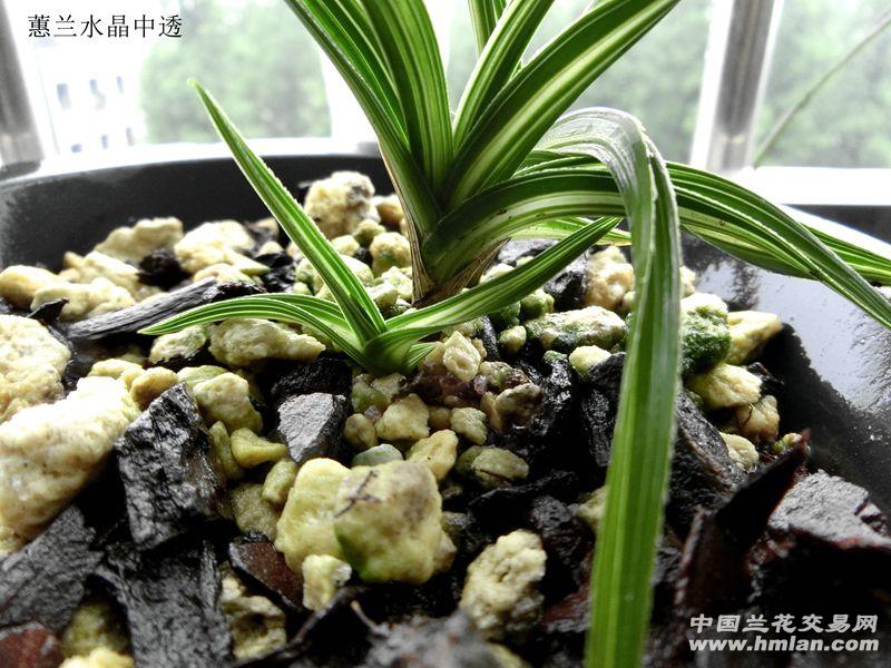 蝴蝶园.园藏精品 蕙兰【壮苗水晶中透】