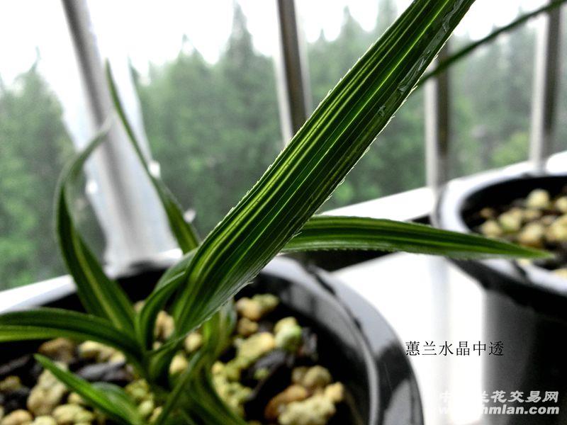 蝴蝶园.园藏精品 蕙兰【壮苗水晶中透】