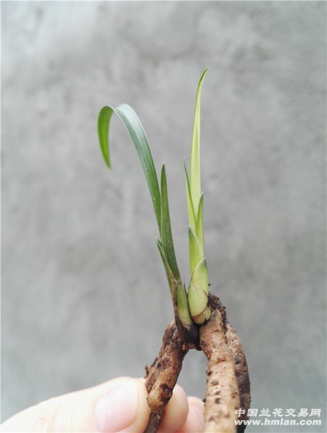 春.新种缟草