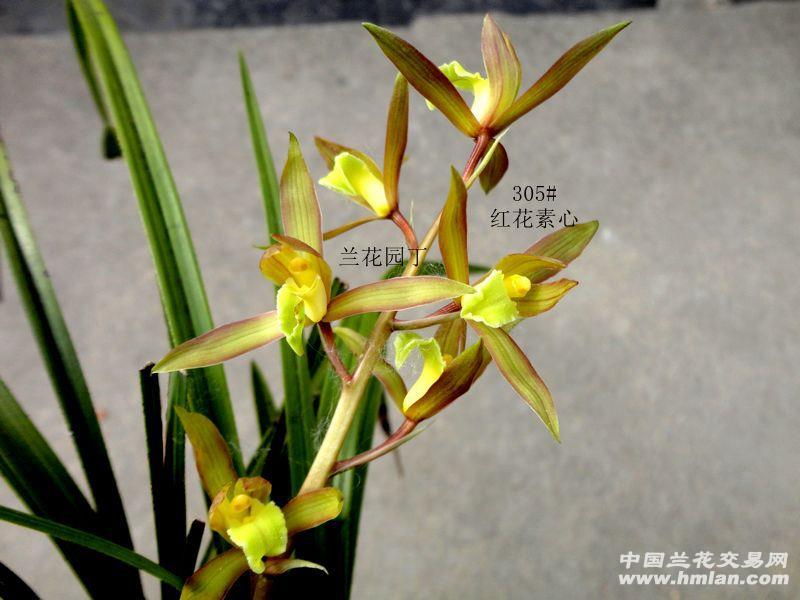漂亮惹眼的蕙兰【红花素心】