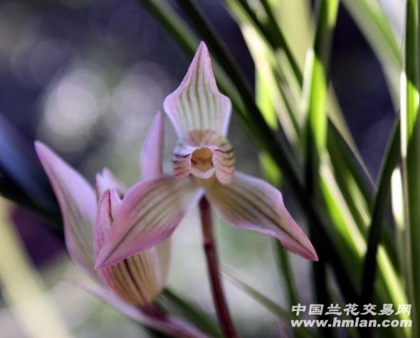 莲瓣兰 翠晶复轮