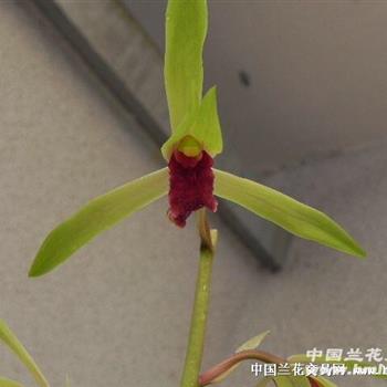 蕙兰红素——碧血丹心(刚分不久的母草)