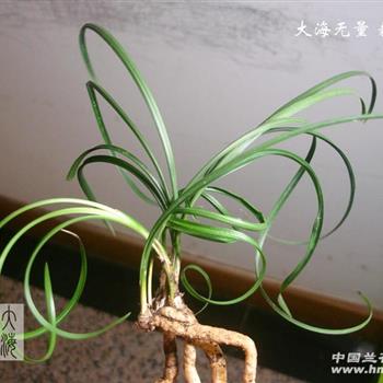 【卷卷叶型赌草】6个头--16153 - 中国兰花交易网