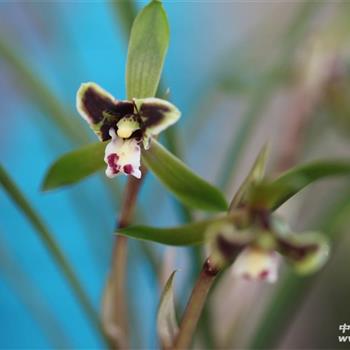 黑猫2 - 中国兰花交易网