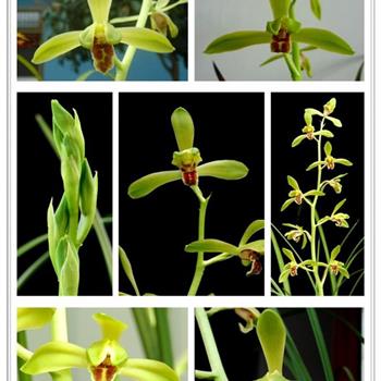 老种★仙绿★壮苗4苗1花苞(1404) - 中国兰花交易网