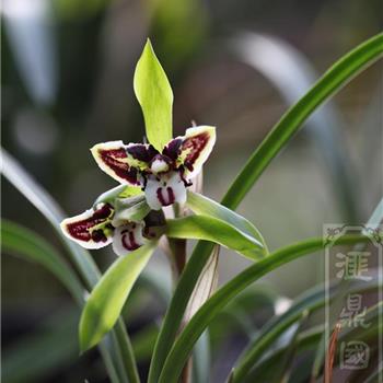 黑猫2苗0起拍003 - 中国兰花交易网