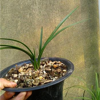 16年4月下山蕙兰硬叶赌荷草