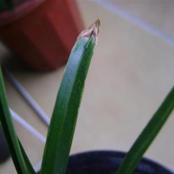 下山春兰鹅头水晶,奇叶起皮,未见花!只卖3苗