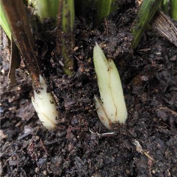 15.三个厚肉头玉苞《叶子圆头起瓢》 - 中国兰