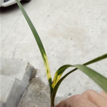 下山蕙兰虎斑