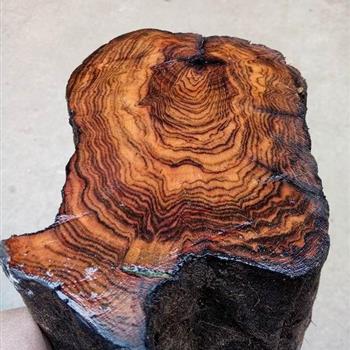 贵州黄花梨原木【1】号 - 中国兰花交易网