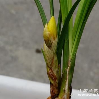 春兰杂交漂亮【黄花荷瓣】2壮苗1荷瓣