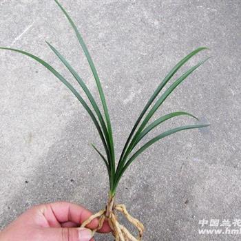 黑猫2苗 - 中国兰花交易网