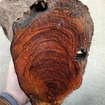 贵州名木【黄花梨】2号金典造型 - 中国兰花交易网