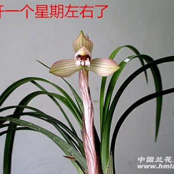 下山春兰红花荷瓣