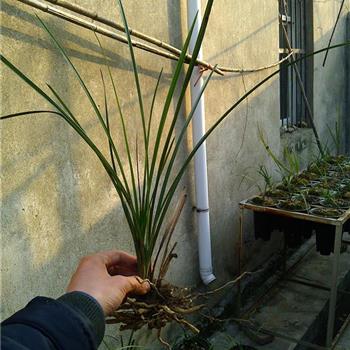 下山立叶蕙兰赌草