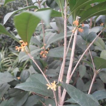 四季红桂花,一年可以开几次花 中苗特价