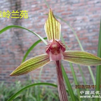 春兰黄花荷形红舌素(1苗带花 中国兰花交易网
