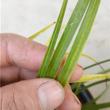 黄金色蛇斑送一个小黄草 - 中国兰花交易网
