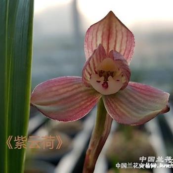 春兰红花荷瓣《紫云荷》特惠引种2号 - 中国兰花交易网