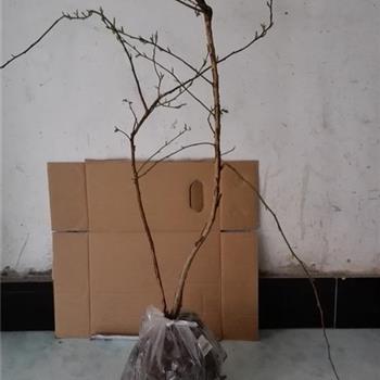 四年生带花苞蓝莓苗