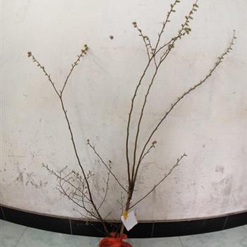 5年生带花苞蓝莓苗