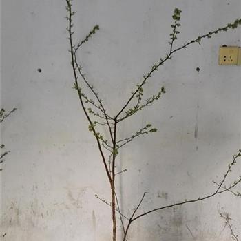 5年生带花苞蓝莓苗