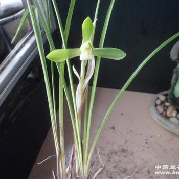 刚下山春兰平肩素(100)