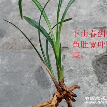 下山春剑龙根 鱼肚宽叶赌荷草;2苗