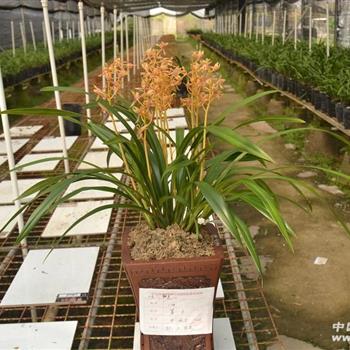 中国牛-此盆长沙兰展荣获金奖 - 中国兰花交易网