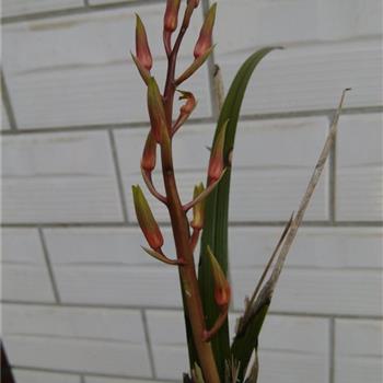 刚下山惠兰正宗复色花